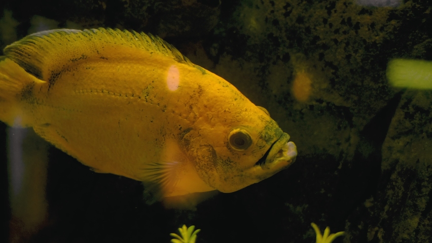 Piranha swims in a bubbling aquarium. High quality 4k footage