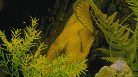 Piranha swims in a bubbling aquarium. High quality 4k footage