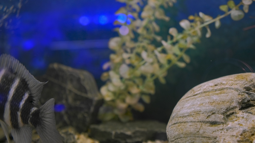 Black-striped Cichlazoma swims in an aquarium. High quality 4k footage | Shutterstock HD Video #1089293969