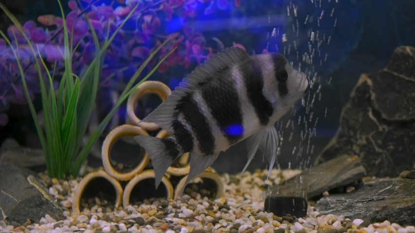 Black-striped Cichlazoma swims in an aquarium. High quality 4k footage | Shutterstock HD Video #1089293971