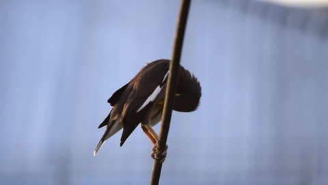 Common myna dark brown bird poops sitting on a wire