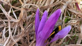 Bumblebee in a purple crocus flower against the backdrop of last year's withered grass. For video presentation, advertising.