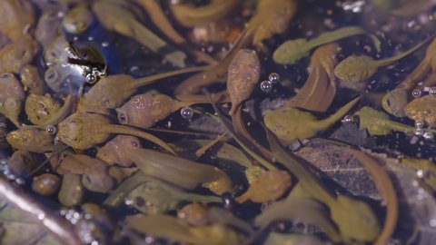 Montane Brown Frog (Rana ornativentris) Tadpoles in Mountain Pond