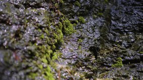 Moss Growing on Rocks, Natural Spring Water - Powered by Shutterstock - Get 15% off with code: PIKWIZARD15