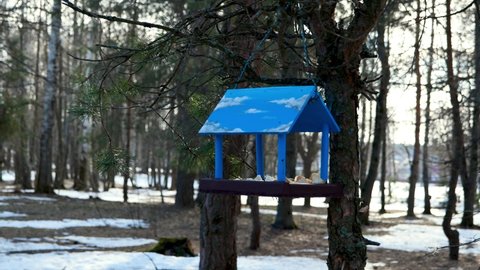 Birdhouse on a tree in the park on a sunny spring day. A weak wind shakes the pine branch on which the feeder is hanging. Taking care of birds.