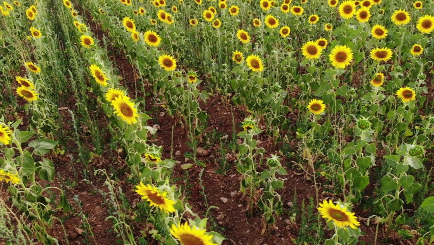 Aerial view. Agricultural field with blooming yellow sunflowers by summertime. Provence in France.