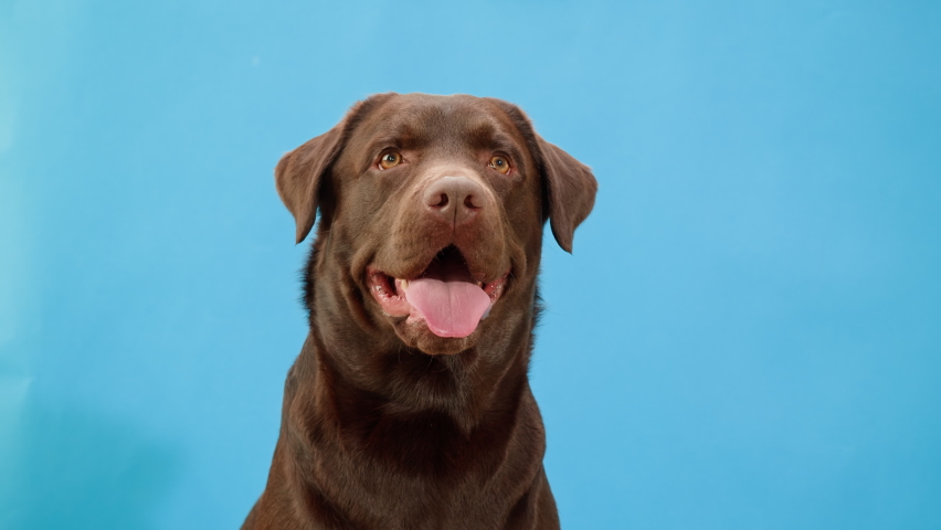 Labrador dog portrait. Brown retriever looking in camera close-up, obedient puppy posing on blue background. Happy domestic animal concept, best friends, breathing with tongue out.