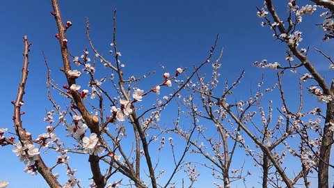 Branches with apricot tree flowers on a background of blue sky.