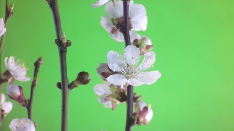 Apricot blossom isolated on green screen 4K. Spring flowers footage. Plant time lapse. Branch of apricots pattern for decoration and design. Botanical green background. Spring concept footage. 