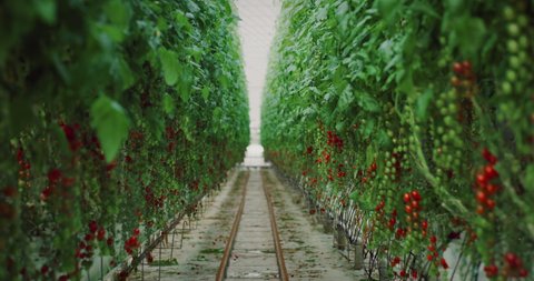 Cinematic shot of ripe bunches of biological tomatoes plantation cultivated in modern ecologic greenhouse with hydroponic system before picking harvest season.