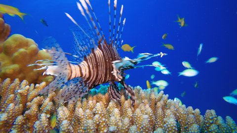 Lion-fish Blue Green Fish. Underwater lion-fish (Pterois miles). Tropical reef marine underwater seascape. Underwater reef coral scene. Colourful coral reefs. Marine life fish garden.
