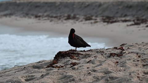 Sooty Oystercatcher by the ocean foraging