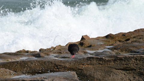 Sooty Oystercatcher by the ocean foraging