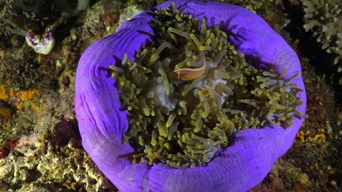 Pink Skunk anemone Fish in purple sea anemone at night