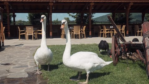 Two white swans and a black swan with long necks standing on wet grass in seating area