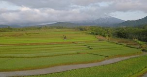 Aerial view of terraced rice fields with a cloud-covered mountain in the background in Magelang, Indonesia. drone shoot of tropical landscape. rice fields, hills and mount Sumbing in the morning.