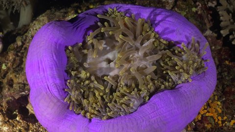 Pink Skunk Anemonefish in purple sea anemone on coral reef at night