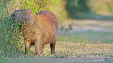 Pregnant mother capybara, hydrochoerus hydrochaeris foraging on dense vegetations, flapping its cute little ears to deter the flies in its natural habitat at pantanal natural region, south america.