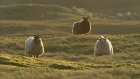 Three sheep standing and staring toward the camera, wind blowing their fleece, golden warm glow highlighting their coats, static shot slow motion.