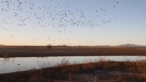 A large group of Sandhill Cranes flying over the horizon at sunset.