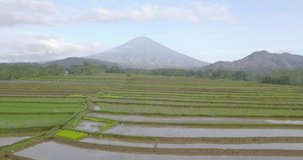 Aerial view of terraced rice fields in Magelang, Indonesia. drone shoot of tropical landscape and bird flying. rice fields, hills and mount Sumbing in the morning with bright clouds.