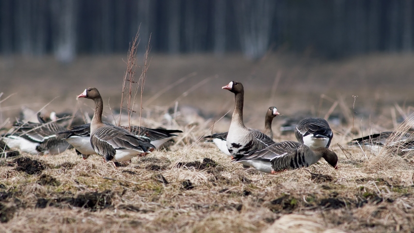 Large flock of white-fronted and other geese during spring migration resting and feeding on meadow take off