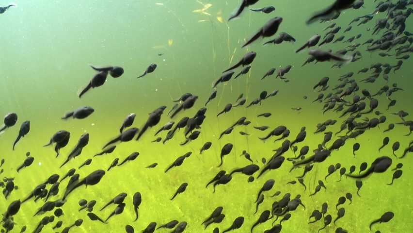 Tadpoles are swimming in a shallow clear-watered pond in Estonia. Royalty-Free Stock Footage #1089306593
