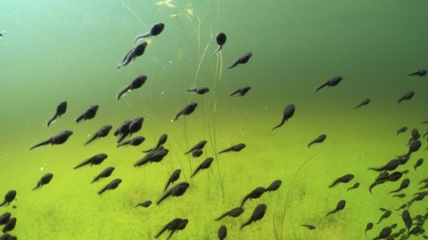 Tadpoles are swimming in a shallow clear-watered pond in Estonia.