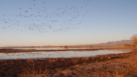 A huge flock of sandhill cranes flyaway in slow motion