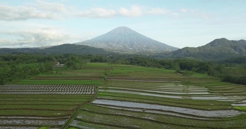 Aerial backwards shot of idyllic Rice Fields and massive active Gunung Sumbing stratovolcano in Central Java, Indonesia