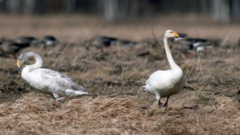 Whooper swans during spring migration resting in dry grass flooded meadow puddle
