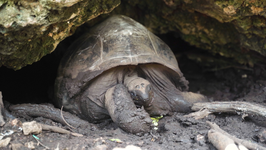 Giant tortoise giving birth lying in rock cave, opening its mouth. | Shutterstock HD Video #1089307091