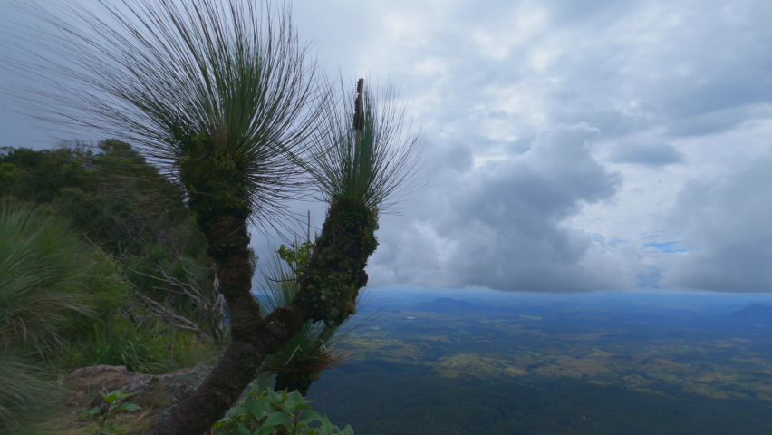 4K UHD of Xanthorrhoea tree on a mountain summit, dark clouds pass by with the wind. Mt Mitchell, Main Range National Park, Queensland Australia