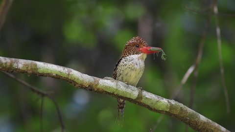 Banded Kingfisher (Lacedo pulchella) male Birds of Thailand. Khao Yai National Park, Nakhon Ratchasima.
