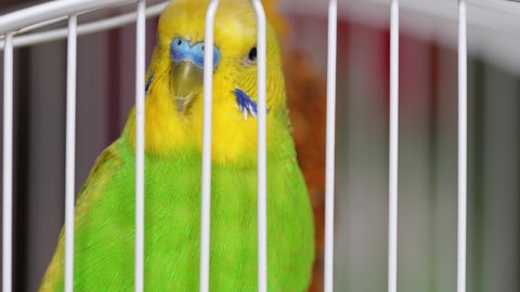 Close-up of a green budgerigar looking at the camera from behind the bars of a cage. Selective focus.Macro. Domestic birds pets.Domestic parrot adult