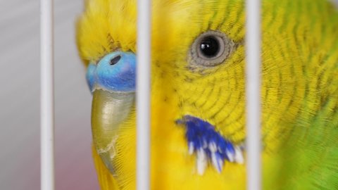 Close-up of the head of a bright green budgerigar in a cage. Macro. Shallow depth of field. Homemade parrot sings and talks. Singing domestic birds.