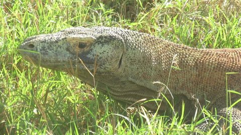 the head of a komodo dragon near the grass