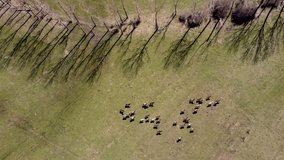 Top down video of Horses running on a green meadow in spring