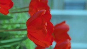 Red tulips in the garden. Beautiful spring flower tulips in garden. Vertical shot.