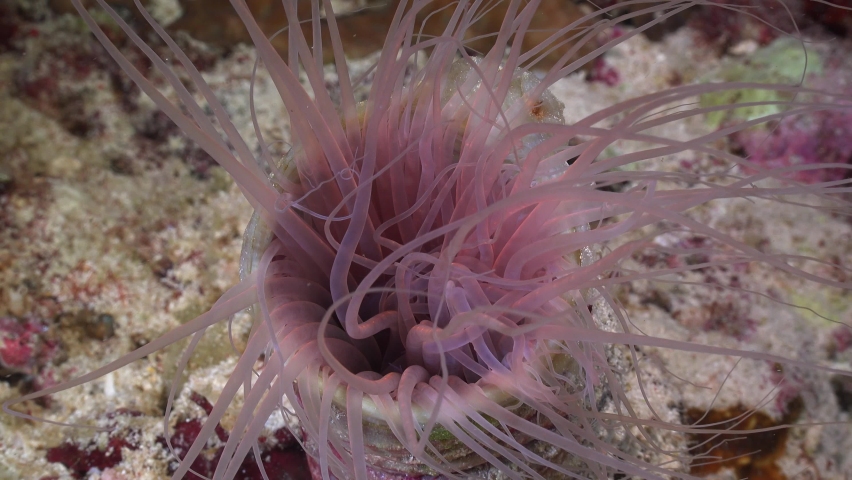 Pink sea anemone close up on coral reef at night