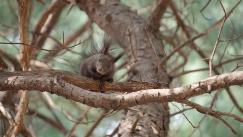 Eurasian Grey Squirrel or Abert's squirrel (Sciurus vulgaris) resting on a pine tree branch