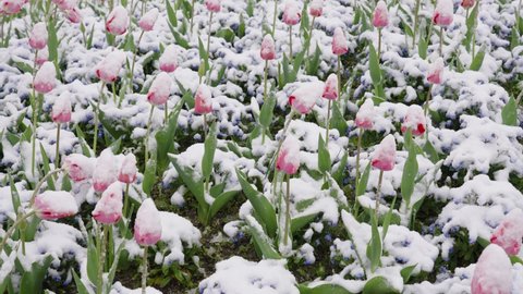 A Field of Pink Tulips and Blue Bellflowers Swaying with the Wind and Blanketed By Snow and Frost - Fixed Shot