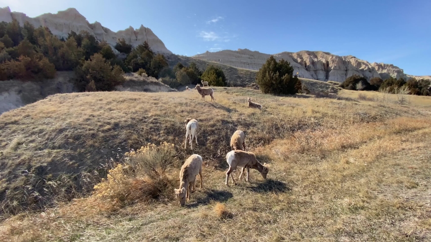 Wildlife deers. bighorn sheeps eating in badlands National Park, South Dakota. six sheep grazing against a backdrop of mountains and a blue sky.