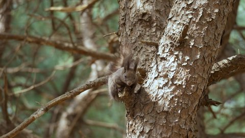 Eurasian Gray Squirrel or Abert's squirrel (Sciurus vulgaris) on pine tree