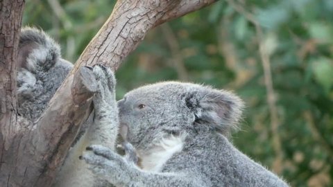 Close up of two grey Koalas playing on a tree branch