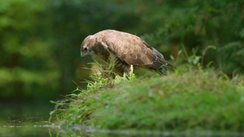 Common Buzzard by pond stretch and fluff long wings to cool down - slow motion