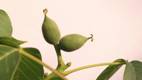 Green ovary fruits of walnuts on a tree