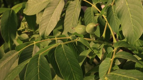 Green ovary fruits of walnuts on a tree