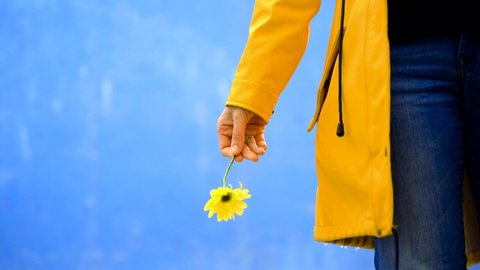 Cropped detail view of unrecognizable woman holding a marguerite flower. Horizontal view of person in yellow raincoat with daisy flowers isolated on blue background. Conceptual backgrounds.