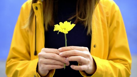 Cropped front view of unrecognizable woman spinning around a daisy flower. Horizontal view of woman touching marguerite petals in yellow raincoat isolated on blue background. Spring backgrounds.